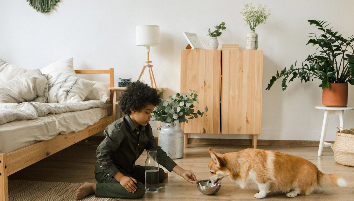 Child interacting with a dog at home in a comfortable living space